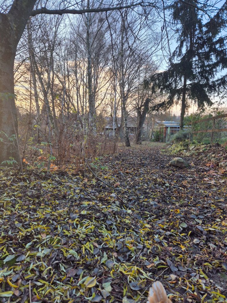 fallen leaves